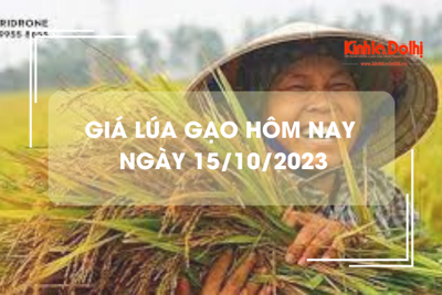 Giá lúa gạo hôm nay 15/10/2023: Giá lúa chững, giá gạo tăng 