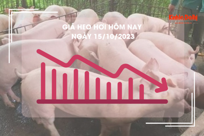 Giá heo hơi hôm nay 15/10/2023: Cao nhất 53.000 đồng/kg