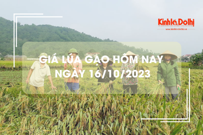 Giá lúa gạo hôm nay 16/10/2023: Đồng loạt đi ngang 