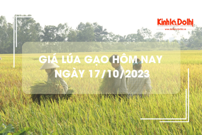 Giá lúa gạo hôm nay 17/10/2023: Giá lúa chững, giá gạo tăng cao 