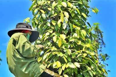 Giá tiêu hôm nay 17/10: Giá tiêu có thể bị đẩy lên mức chưa từng thấy