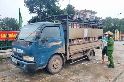 Hà Nội sẽ kiểm soát dịch bệnh động vật đến tận thôn, xóm, hộ chăn nuôi