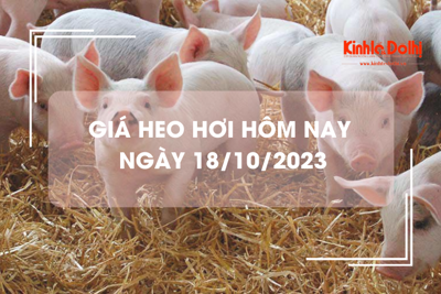 Giá heo hơi hôm nay 18/10/2023: Giảm thêm 3.000 đồng/kg