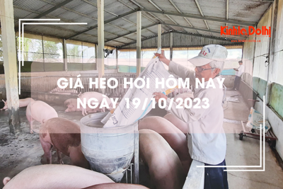 Giá heo hơi hôm nay 19/10/2023: Giảm 1.000 đồng trên cả ba miền