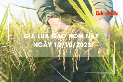 Giá lúa gạo hôm nay 19/10/2023: Đồng loạt tăng nhẹ
