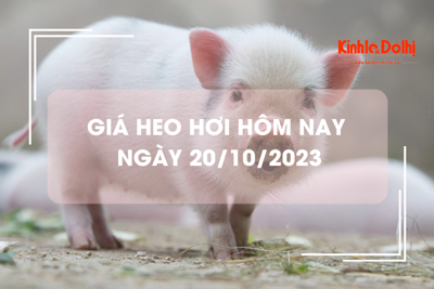 Giá heo hơi hôm nay 20/10/2023: Tăng giảm trái chiều