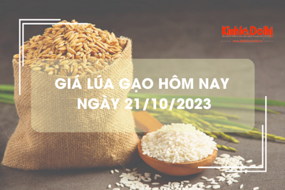 Giá lúa gạo hôm nay 21/10/2023: Tiếp đà tăng