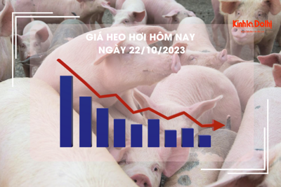 Giá heo hơi hôm nay 22/10/2023: Duy trì ổn định, cao nhất 53.000 đồng/kg