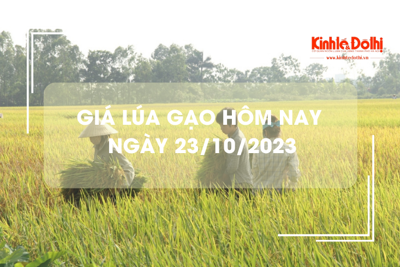 Giá lúa gạo hôm nay 23/10/2023: Tiếp đà chững giá