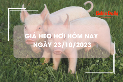 Giá heo hơi hôm nay 23/10/2023: Lặng sóng, thấp nhất 47.000 đồng/kg