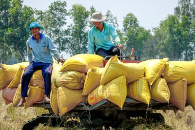 Giá gạo tăng trở lại, Việt Nam sẵn sàng nguồn cung