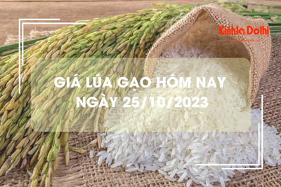 Giá lúa gạo hôm nay 25/10/2023: Giá lúa chững, giá gạo tiếp tục giảm