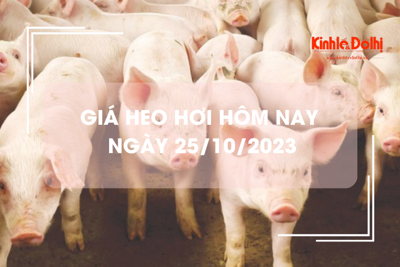 Giá heo hơi hôm nay 25/10/2023: Tiếp đà tăng trên cả ba miền