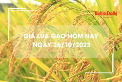 Giá lúa gạo hôm nay 26/10/2023: Giá lúa chững, giá gạo tăng trở lại
