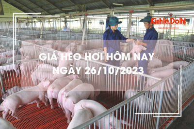 Giá heo hơi hôm nay 26/10/2023: Tiếp tục tăng, cao nhất 55.000 đồng/kg