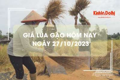 Giá lúa gạo hôm nay 27/10/2023: Đồng loạt tăng nhẹ