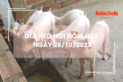 Giá heo hơi hôm nay 28/10/2023: Giảm 1.000 -  2.000 đồng/kg tại nhiều địa phương