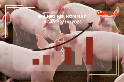 Giá heo hơi hôm nay 29/10/2023: Đà tăng kéo dài, cao nhất 54.000 đồng/kg