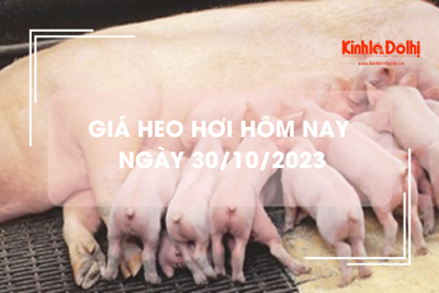 Giá heo hơi hôm nay 30/10/2023: Đi ngang trên cả ba miền