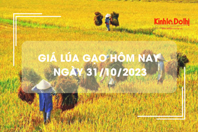 Giá lúa gạo hôm nay 31/10/2023: Giá lúa chững, giá gạo tăng