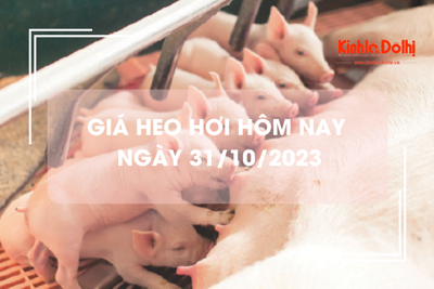 Giá heo hơi hôm nay 31/10/2023: Cao nhất 54.000 đồng/kg