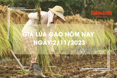 Giá lúa gạo hôm nay 2/11/2023: Giá gạo tiếp đà  tăng nhẹ