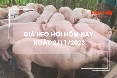 Giá heo hơi hôm nay 2/11/2023: Đi ngang, cao nhất 54.000 đồng/kg