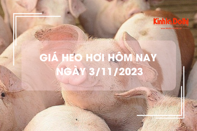 Giá heo hơi hôm nay 3/11/2023: Tăng 1.000 - 2.000 đồng/kg