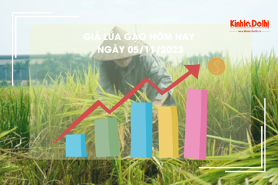 Giá lúa gạo hôm nay 5/11/2023: Chững giá nhưng vẫn neo ở mức cao