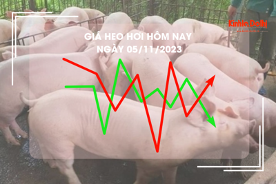 Giá heo hơi hôm nay 5/11/2023: Cao nhất 54.000 đồng/kg