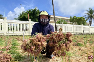 Quảng Ngãi: Lo mưa bão, người dân huyện đảo hối hả thu hoạch hành tím