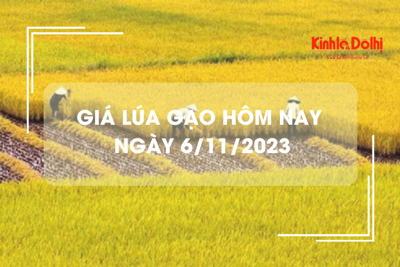 Giá lúa gạo hôm nay 6/11/2023: Tiếp tục đi ngang 
