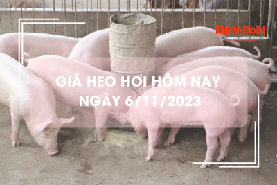 Giá heo hơi hôm nay 6/11/2023: Lặng sóng ngày đầu tuần