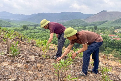 Quảng Bình: Sống bên núi đồi nhưng vẫn thiếu đất trồng rừng sản xuất