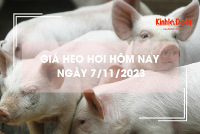 Giá heo hơi hôm nay 7/11/2023: Cao nhất 55.000 đồng/kg