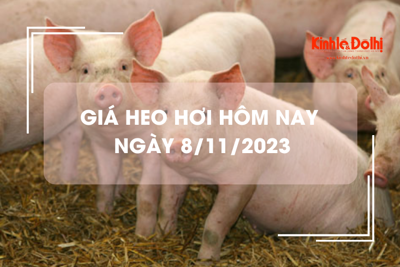 Giá heo hơi hôm nay 8/11/2023: Giảm 1.000 - 2.000 đồng/kg