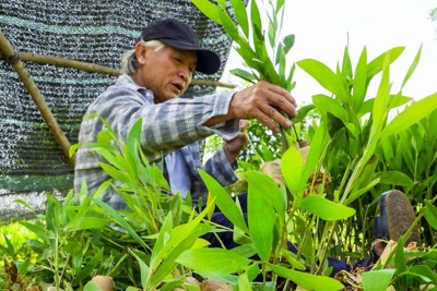 Quảng Ngãi: Tìm hướng phát triển bền vững cho “cây thoát nghèo”