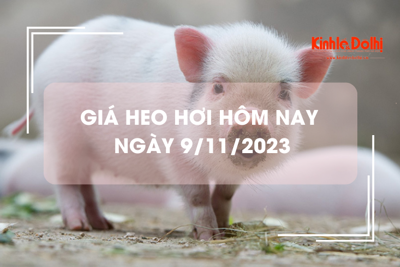 Giá heo hơi hôm nay 9/11/2023: Giảm 2.000 đồng/kg