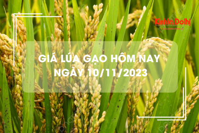 Giá lúa gạo hôm nay 10/11/2023: Giá lúa chững, giá gạo tăng giảm trái chiều