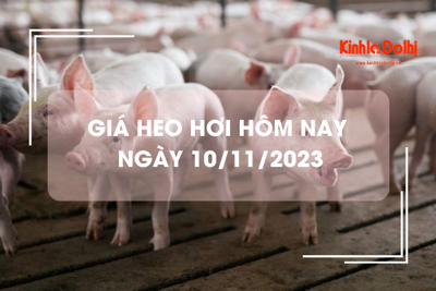 Giá heo hơi hôm nay 10/11/2023: Giảm nhẹ tại nhiều địa phương