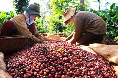 Xuất khẩu cà phê thứ 2 thế giới, vì sao Việt Nam nhập khẩu 102.000 tấn?