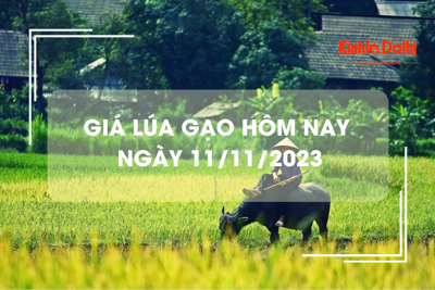 Giá lúa gạo hôm nay 11/11/2023: Giá lúa chững, giá gạo tăng 