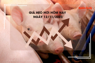 Giá heo hơi hôm nay 12/11/2023: Cao nhất 55.000 đồng/kg