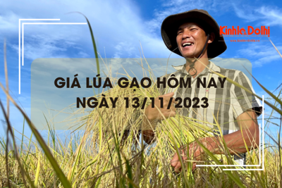 Giá lúa gạo hôm nay 13/11/2023: Duy trì ổn định 