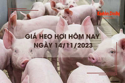 Giá heo hơi hôm nay 14/11/2023: Giảm nhẹ tại nhiều địa phương