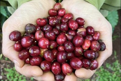 Giá cà phê hôm nay 14/11: Trong nước tăng mạnh, Robusta vượt 2.500 USD/tấn