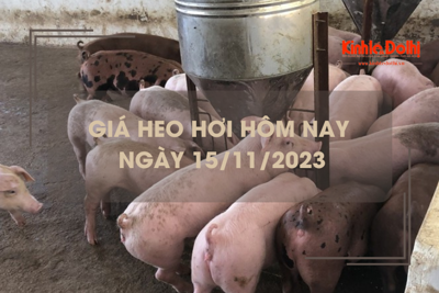 Giá heo hơi hôm nay 15/11/2023: Giảm trên cả ba miền