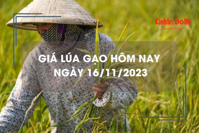 Giá lúa gạo hôm nay 16/11/2023: Đồng loạt đi ngang