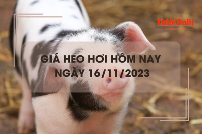 Giá heo hơi hôm nay 16/11/2023: Giá heo tại miền Bắc tăng 1.000 đồng/kg