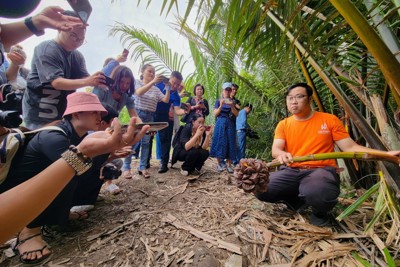 Vietnipa đánh thức tiềm năng cây dừa nước trong phát triển kinh tế xanh